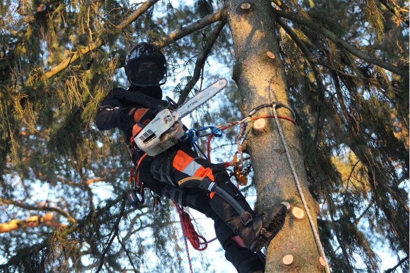 Arborist i Gävle