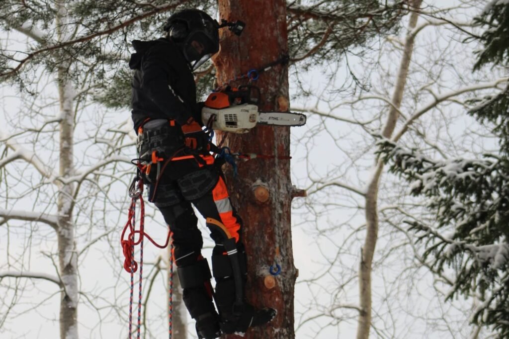 Professionell Trädfällning i Gävle