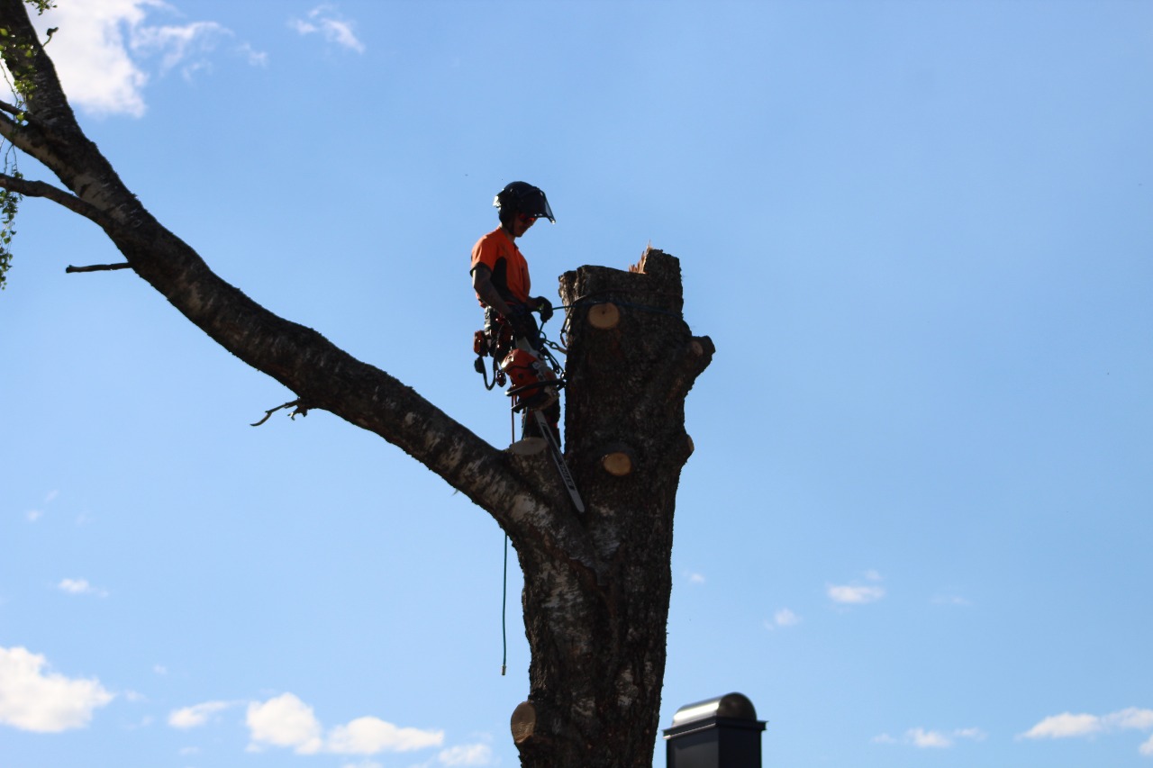 Arborist i Hofors