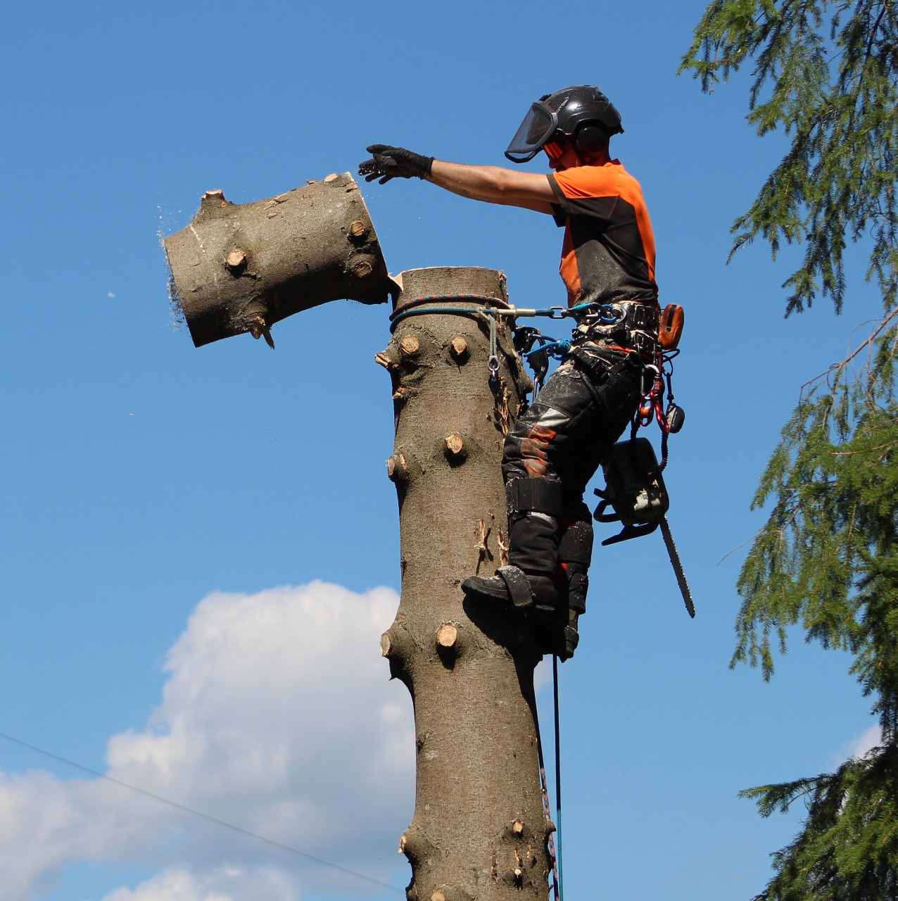 Arborist i Hofors